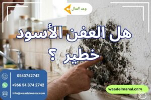 هل العفن الأسود خطير